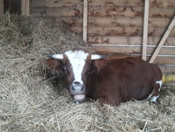 vache